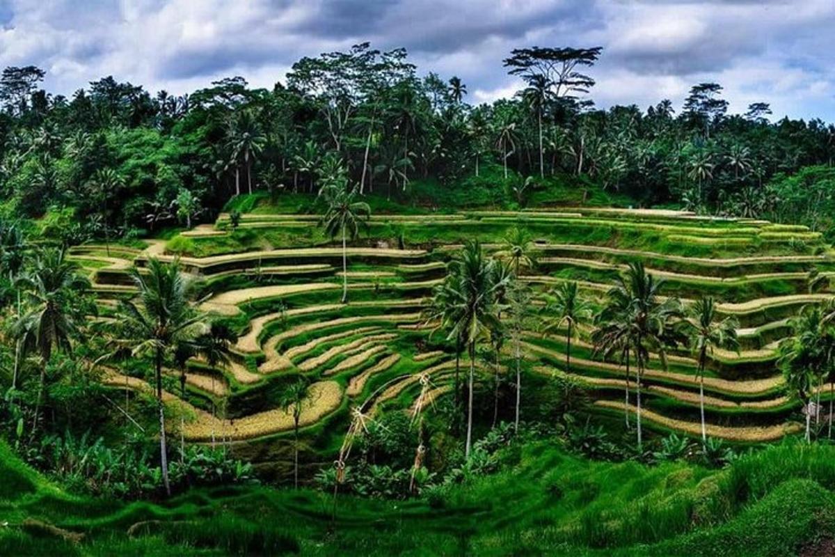 lapangan hijau dengan pohon palem di atas bukit