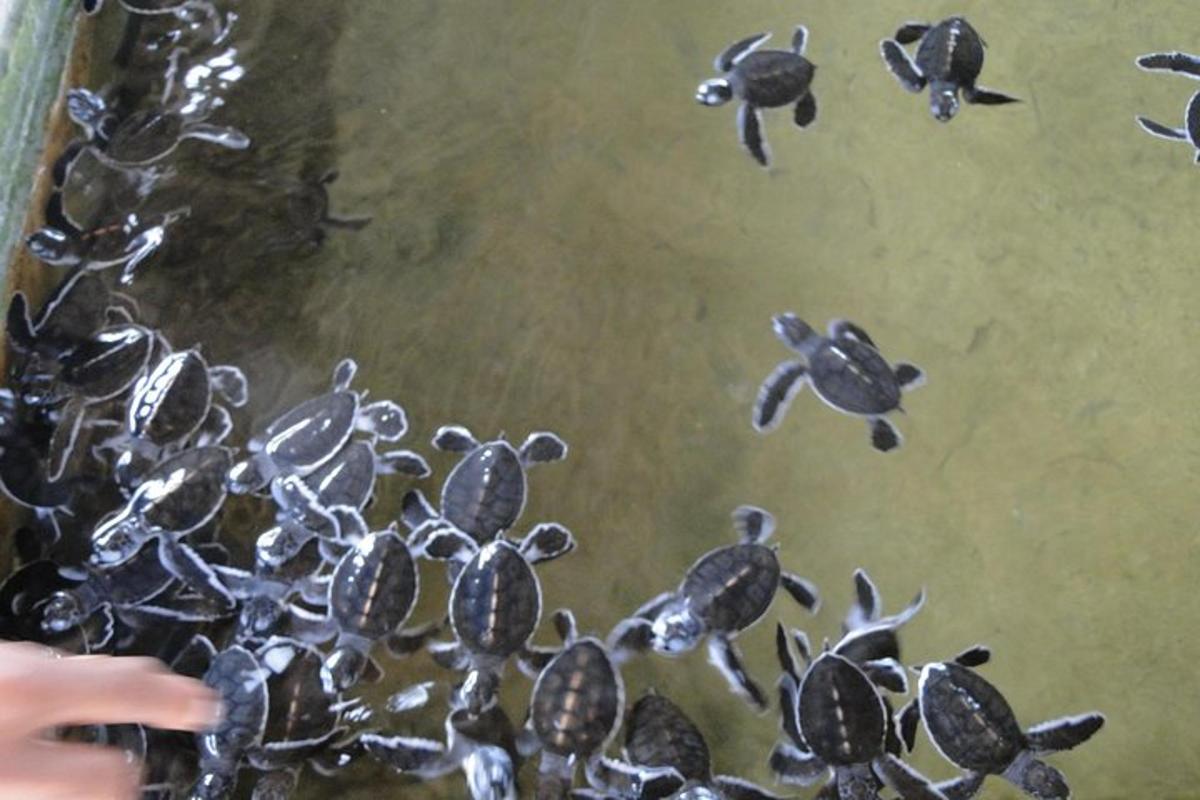 a group of turtles swimming in the water
