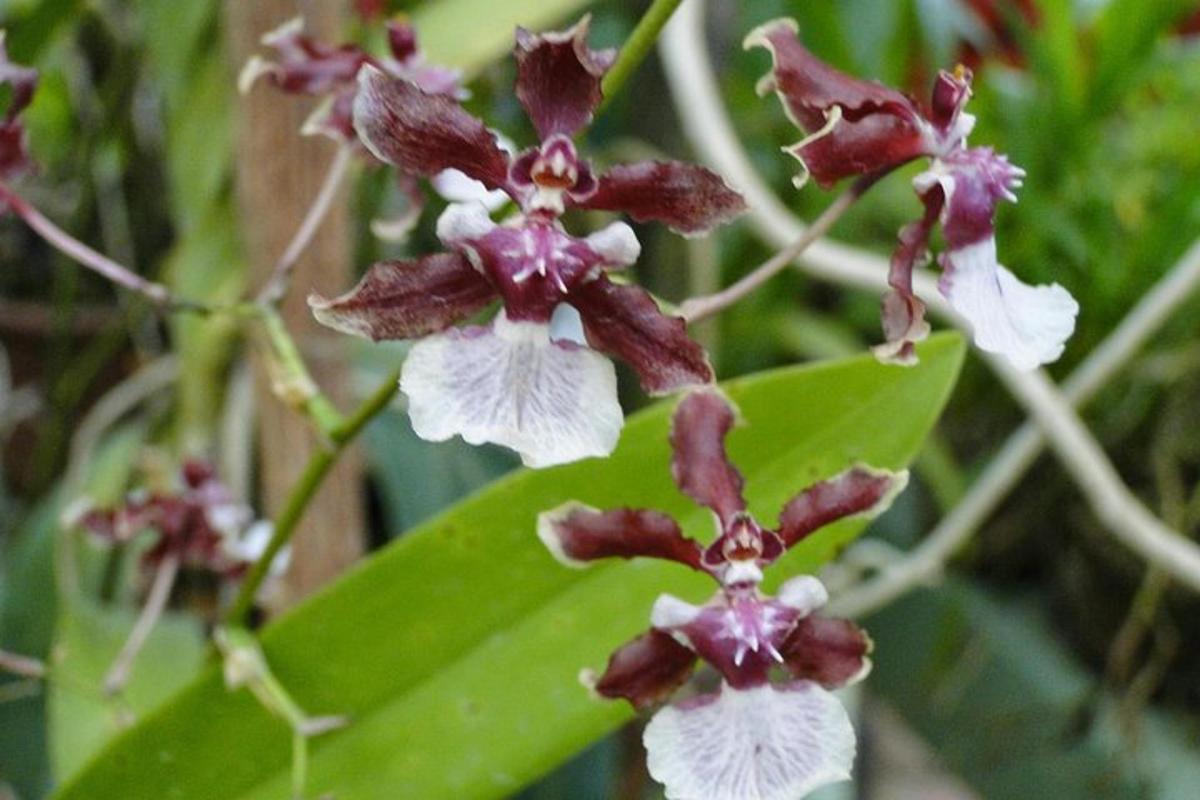 un gruppo di fiori viola e bianchi su una pianta