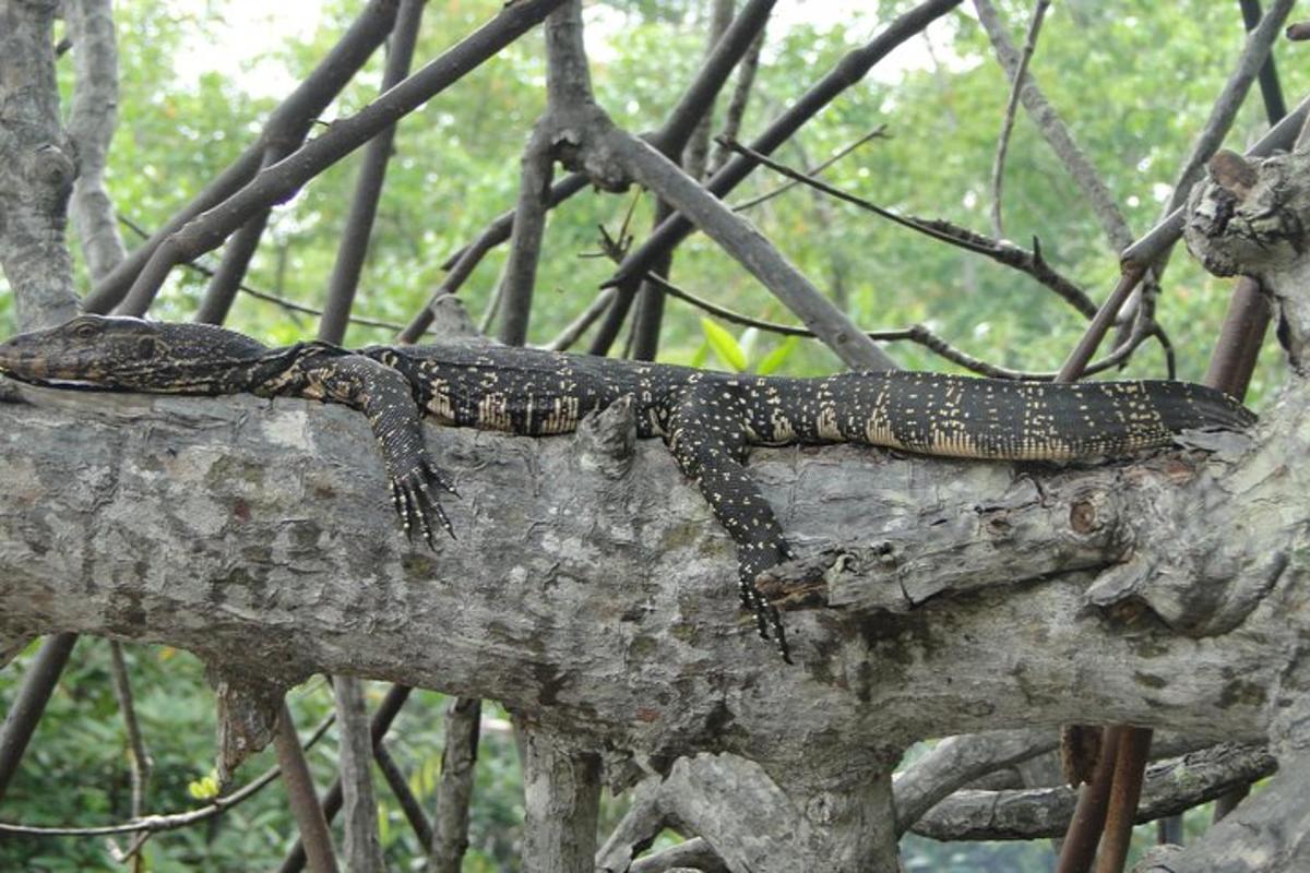 a lizard laying on top of a tree branch