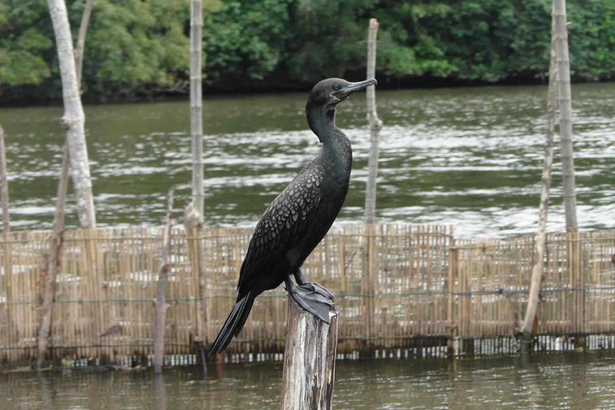 a bird sitting on a post in the water