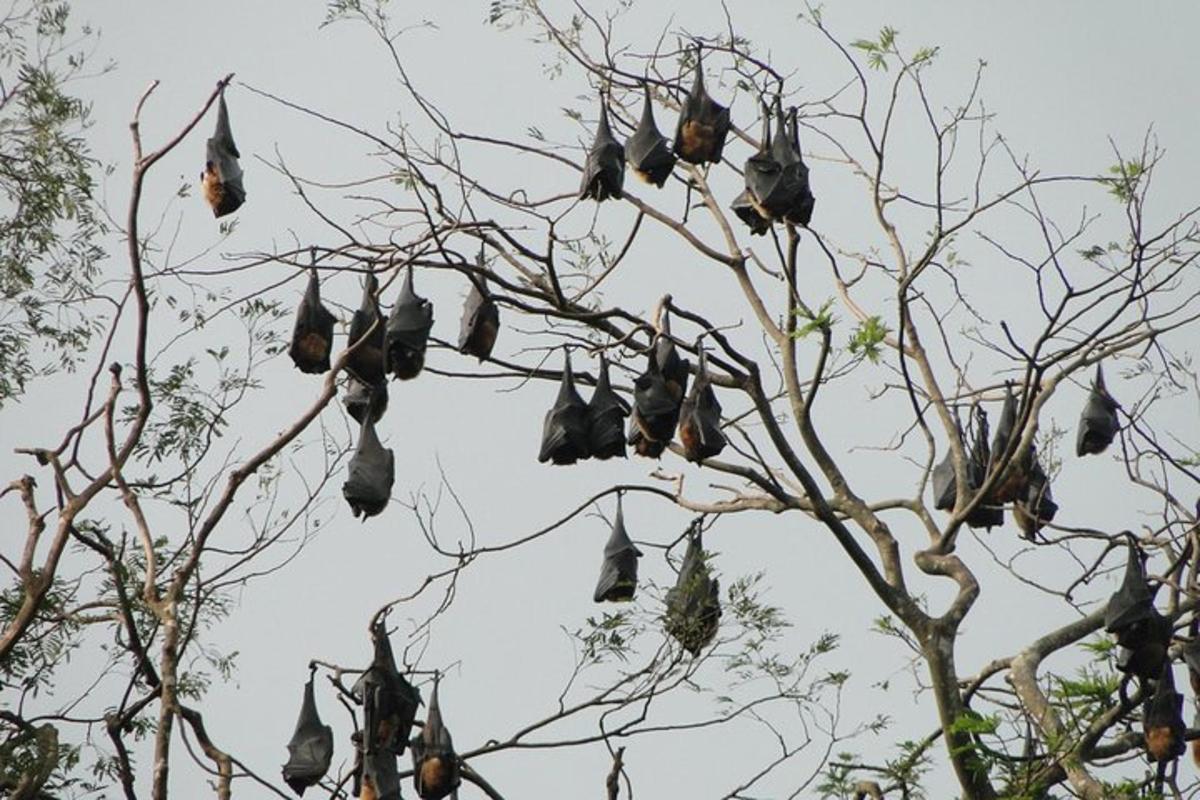 uno stormo di uccelli appollaiati su un albero