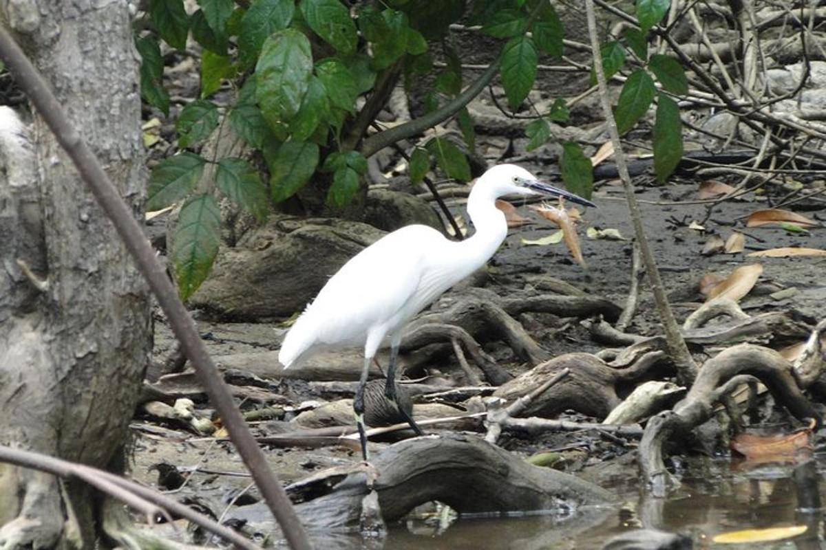 a white bird is standing in the water