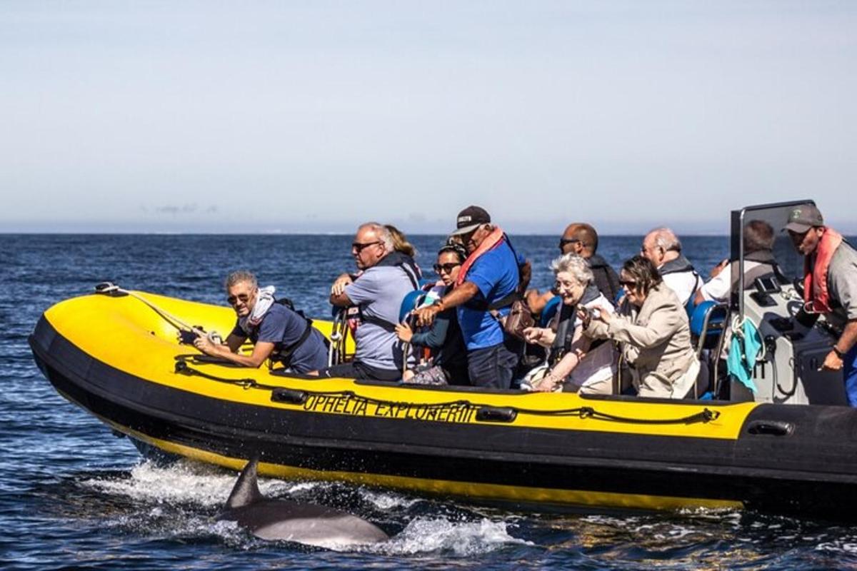 un grup de persones en un vaixell amb una balena a l'aigua