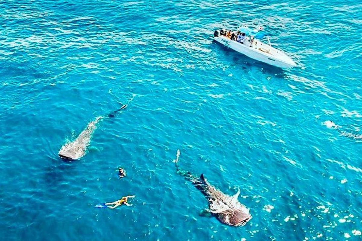 tři delfíni plaví v oceánu s lodí