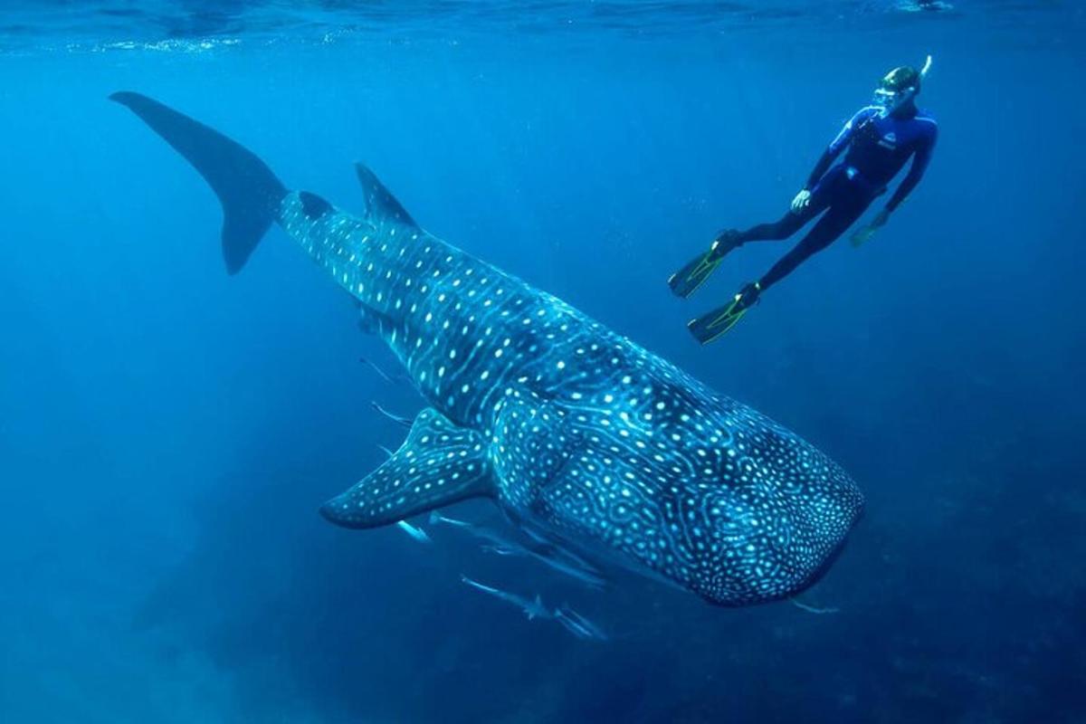 osoba plavající vedle žraloka velrybího v oceánu