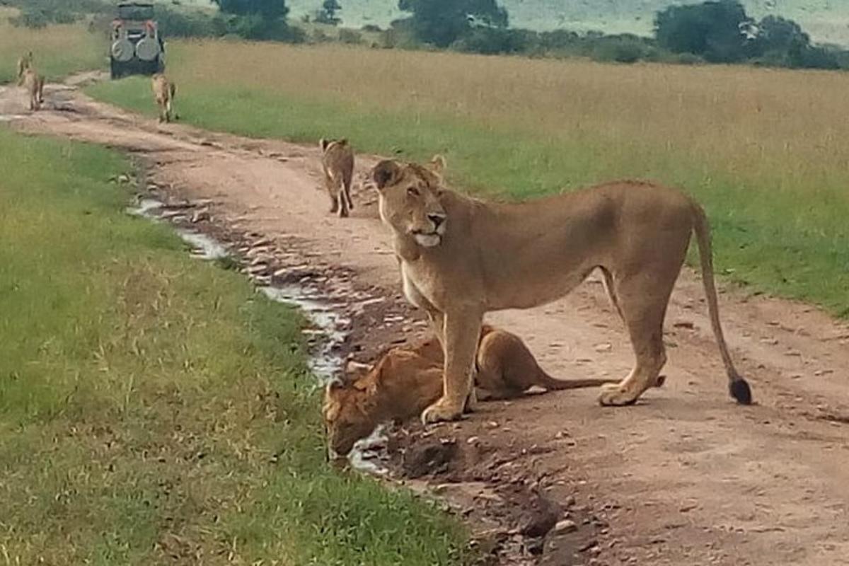 a lion standing on the side of a dirt road