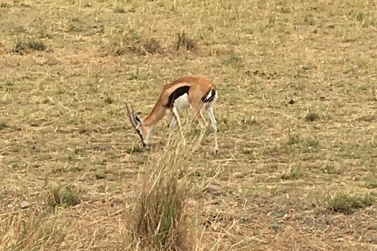 una gazzella che mangia l'erba in un campo