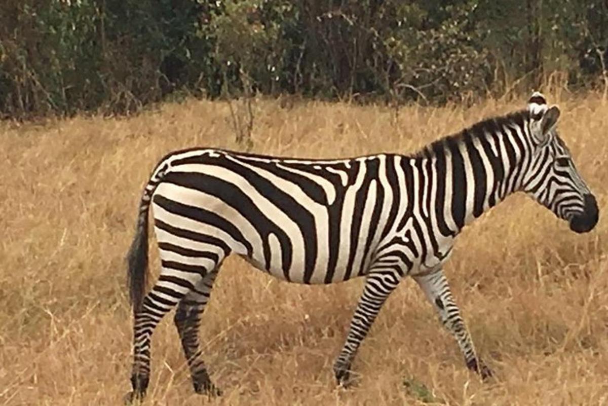 una zebra che cammina in un campo di erba alta