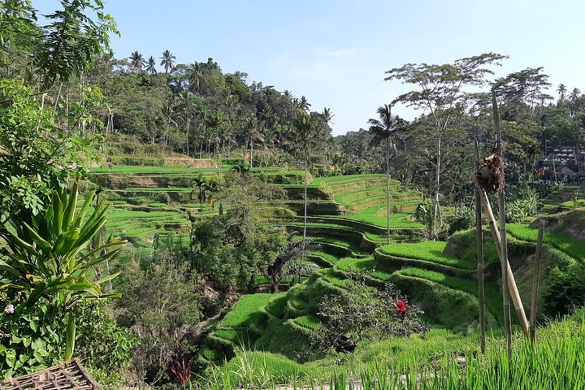 padang hijau yang subur dengan semak dan pokok