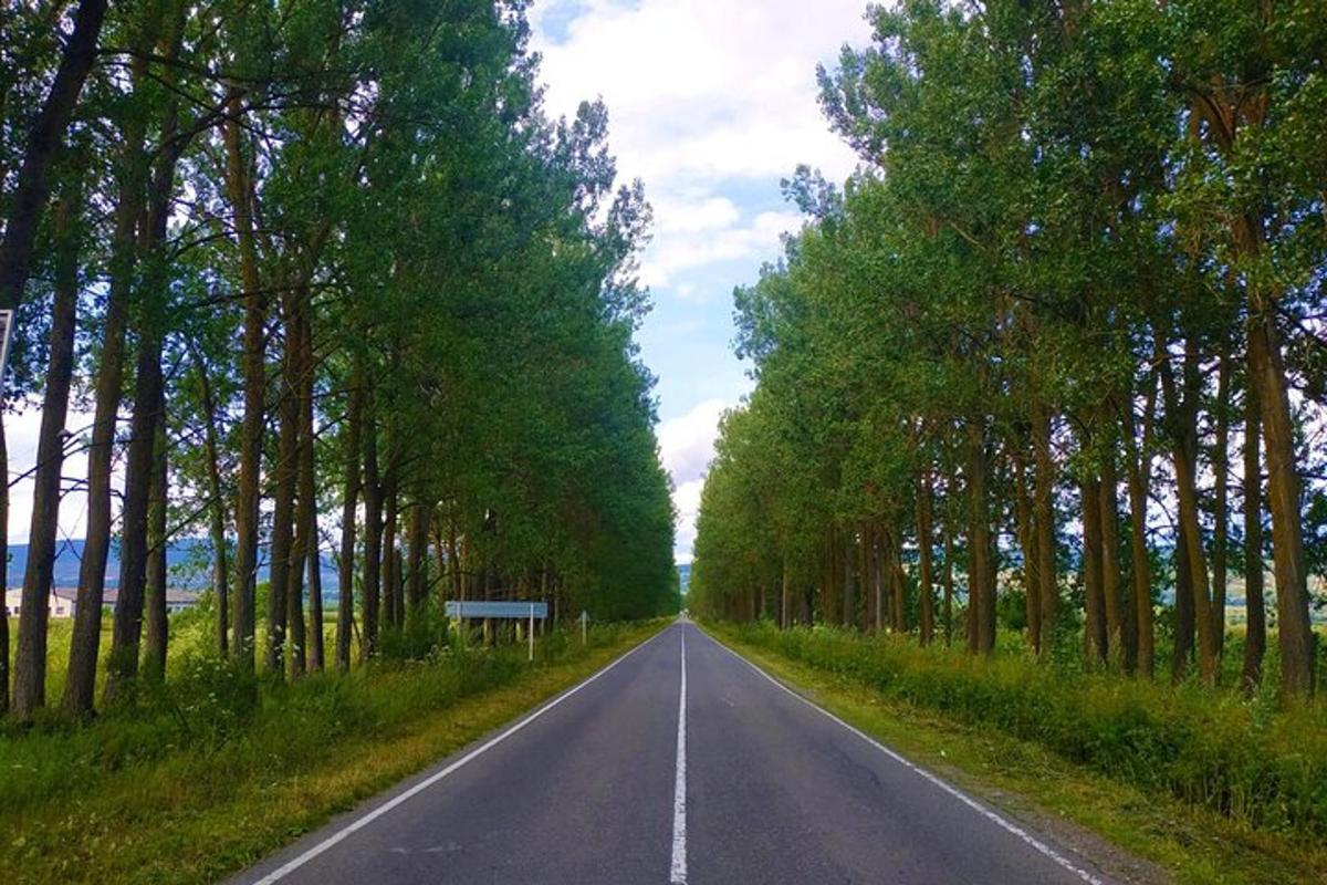 порожня дорога з деревами по обидва боки
