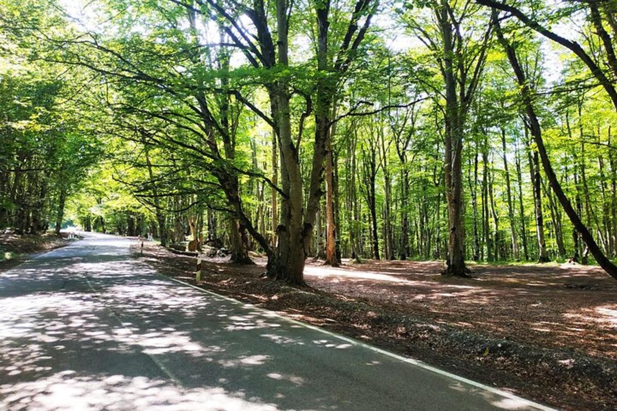 jalan di tengah-tengah hutan dengan pokok-pokok