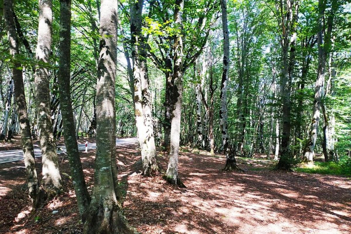 zalesněná oblast s mnoha stromy a hliněným polem