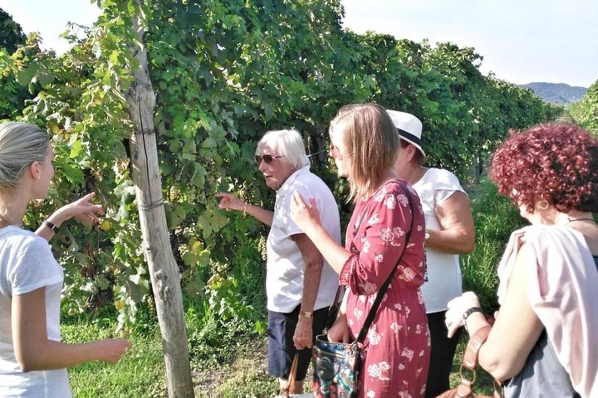 Un grupo de personas de pie frente a un árbol de uvas.