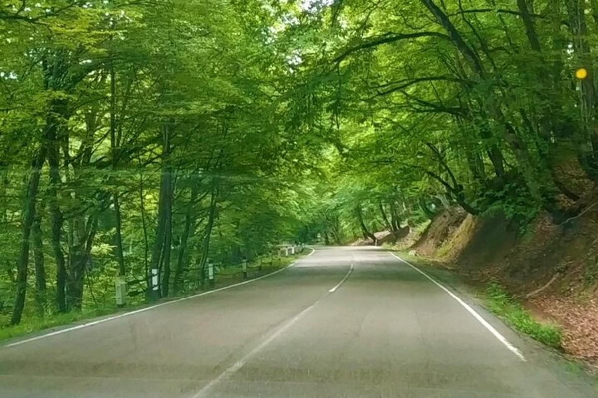 jalan kosong melalui terowong pokok