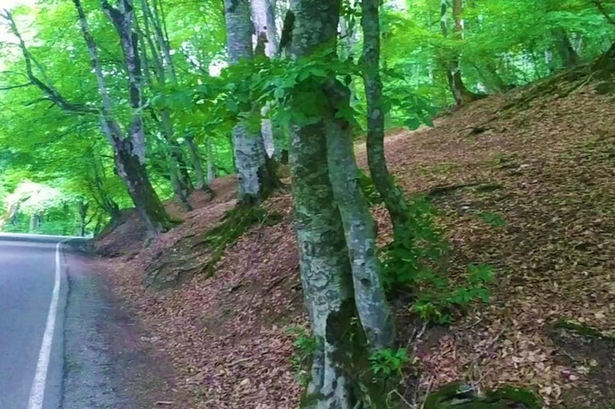 sebatang pokok di tepi jalan
