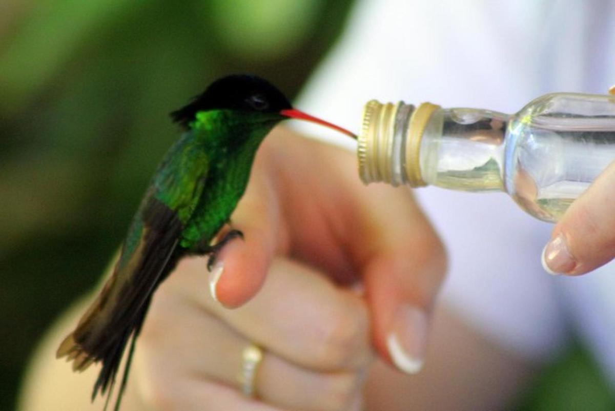 um beija-flor está bebendo de uma garrafa de água