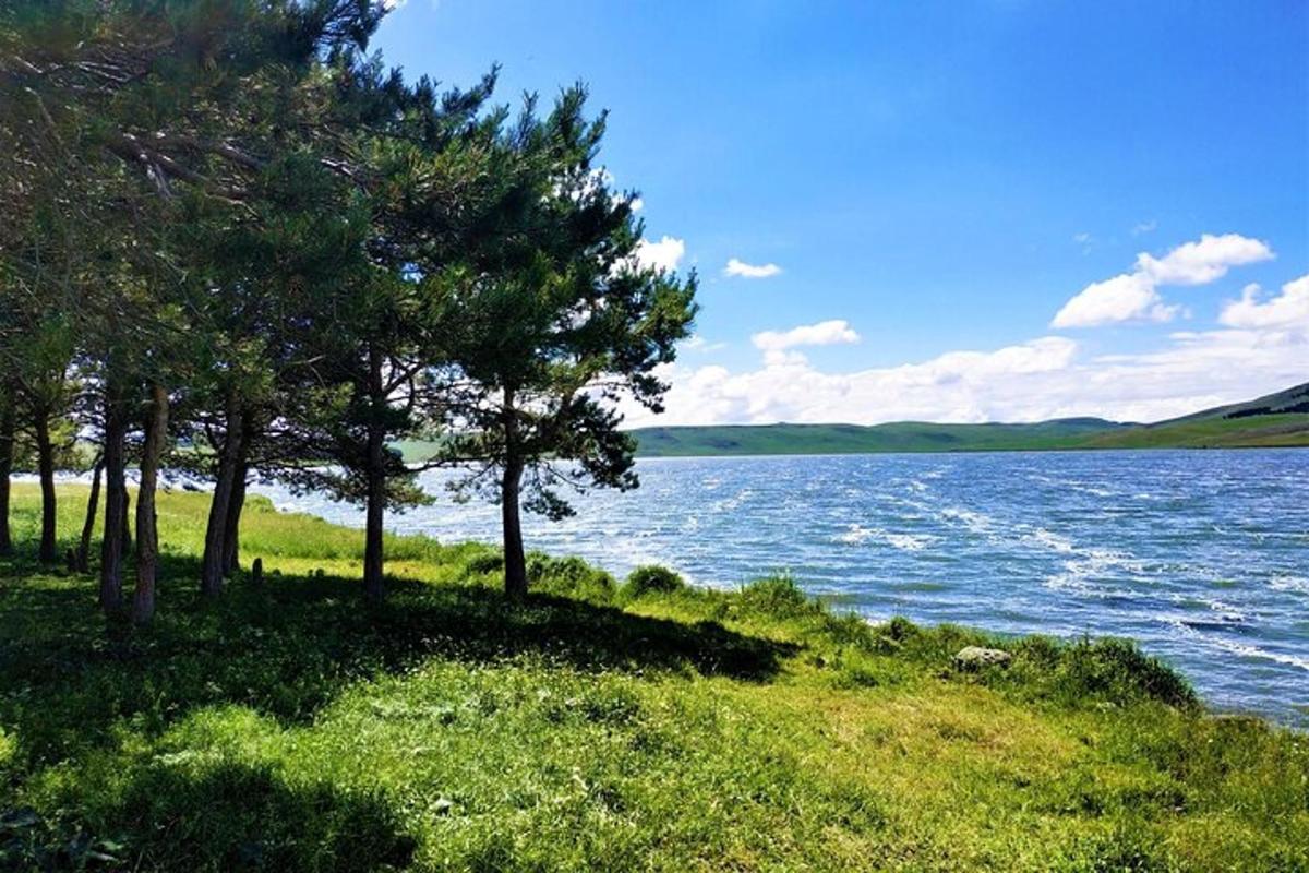 hópur trjáa við vatnsbakka