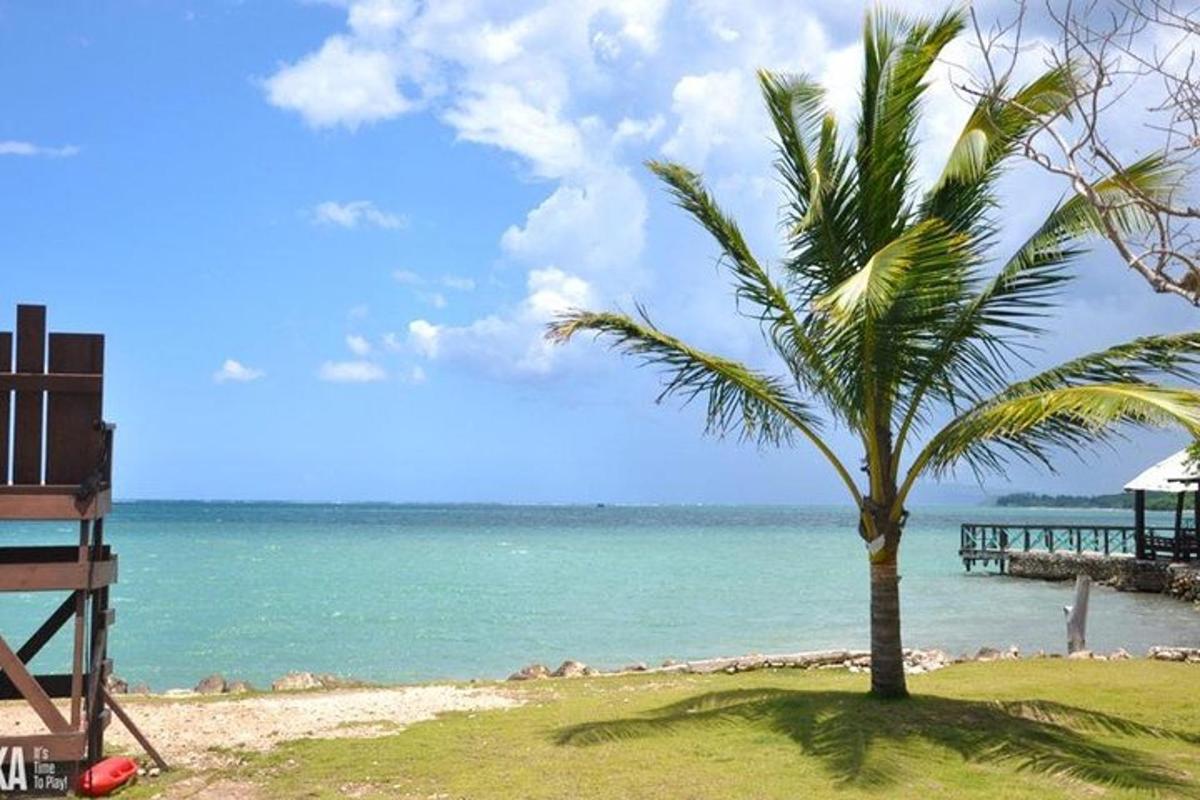 pokok palma duduk di atas pantai