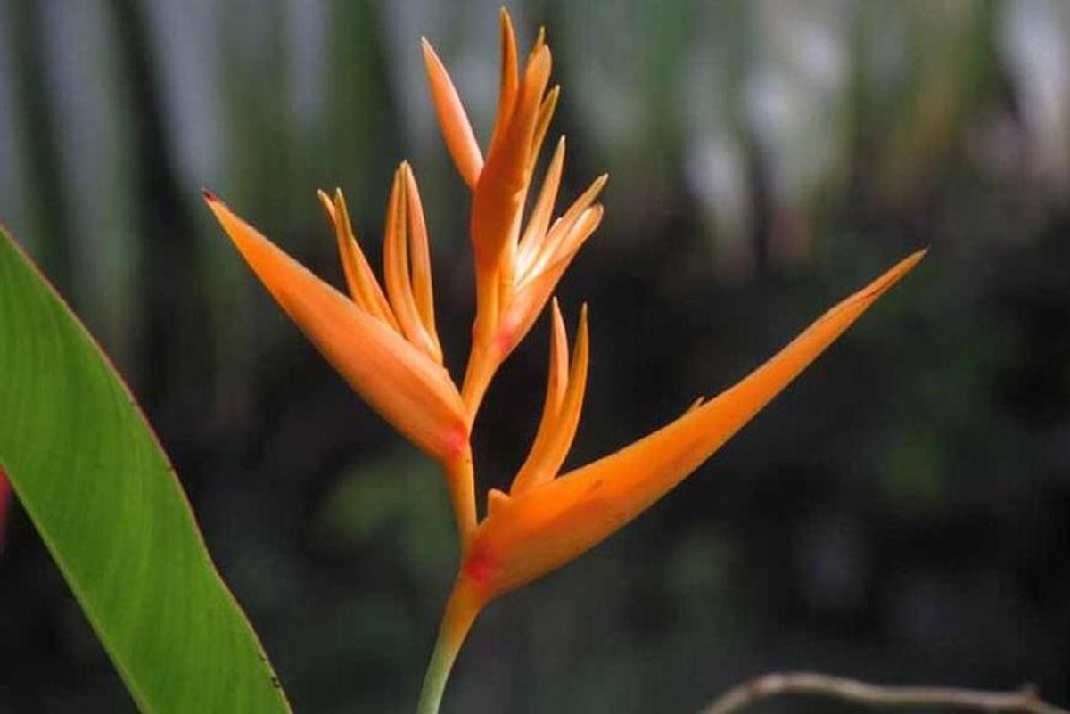 cận cảnh một bông hoa màu cam với lá xanh