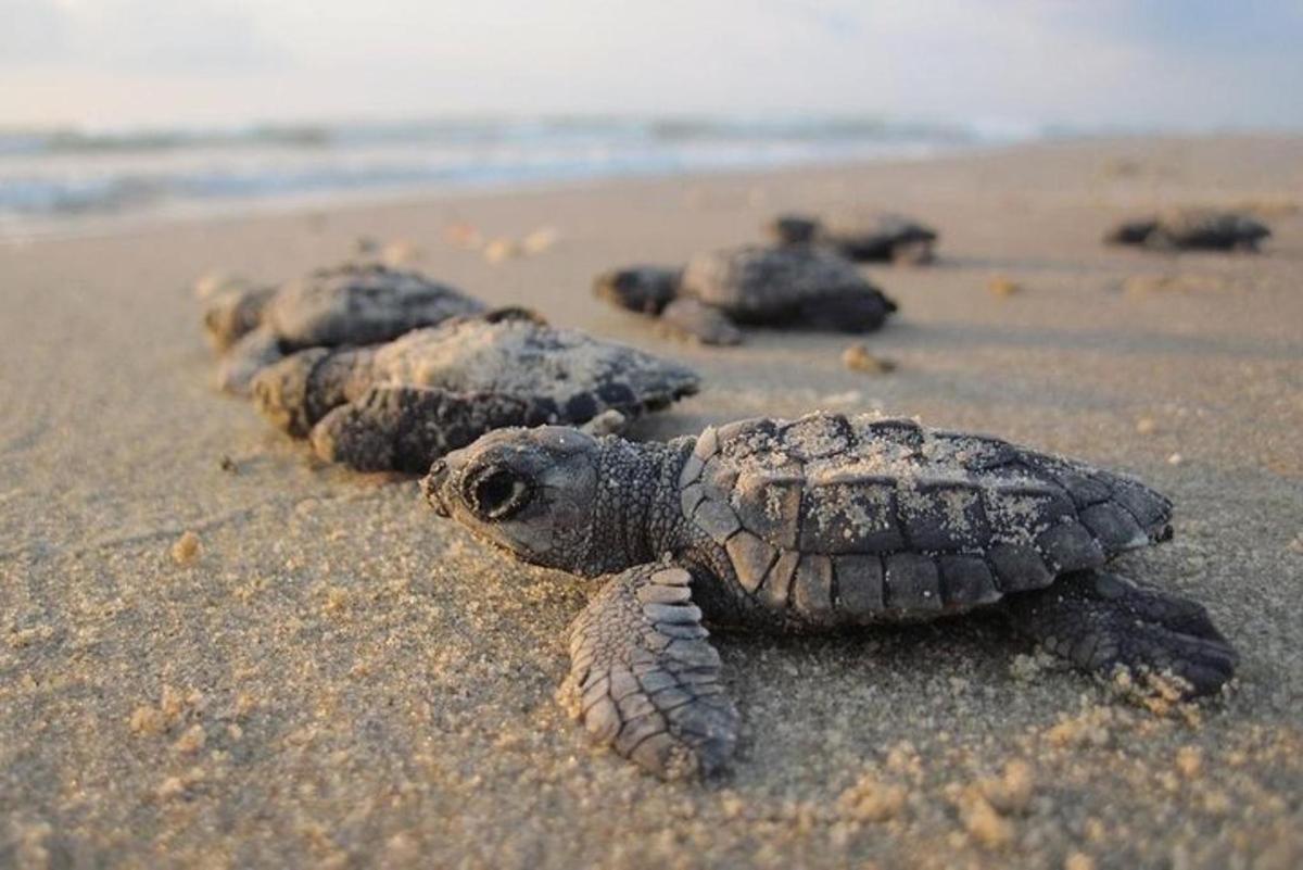 una tartaruga sdraiata sulla sabbia su una spiaggia