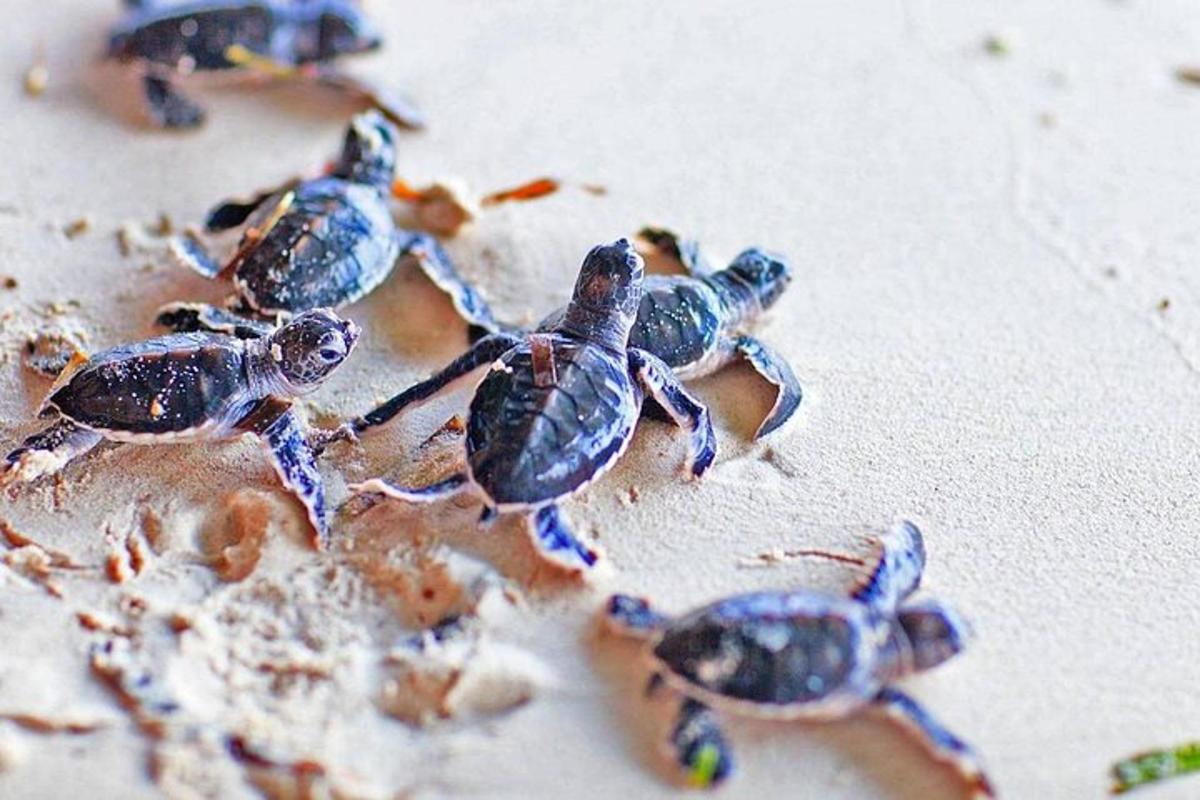 un gruppo di piccole tartarughe sedute su un tavolo