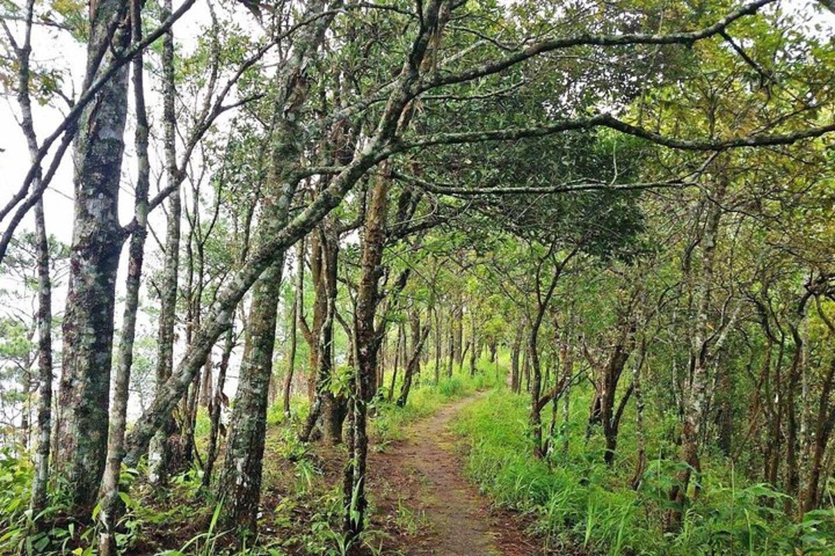 jalan tanah melalui hutan dengan pokok