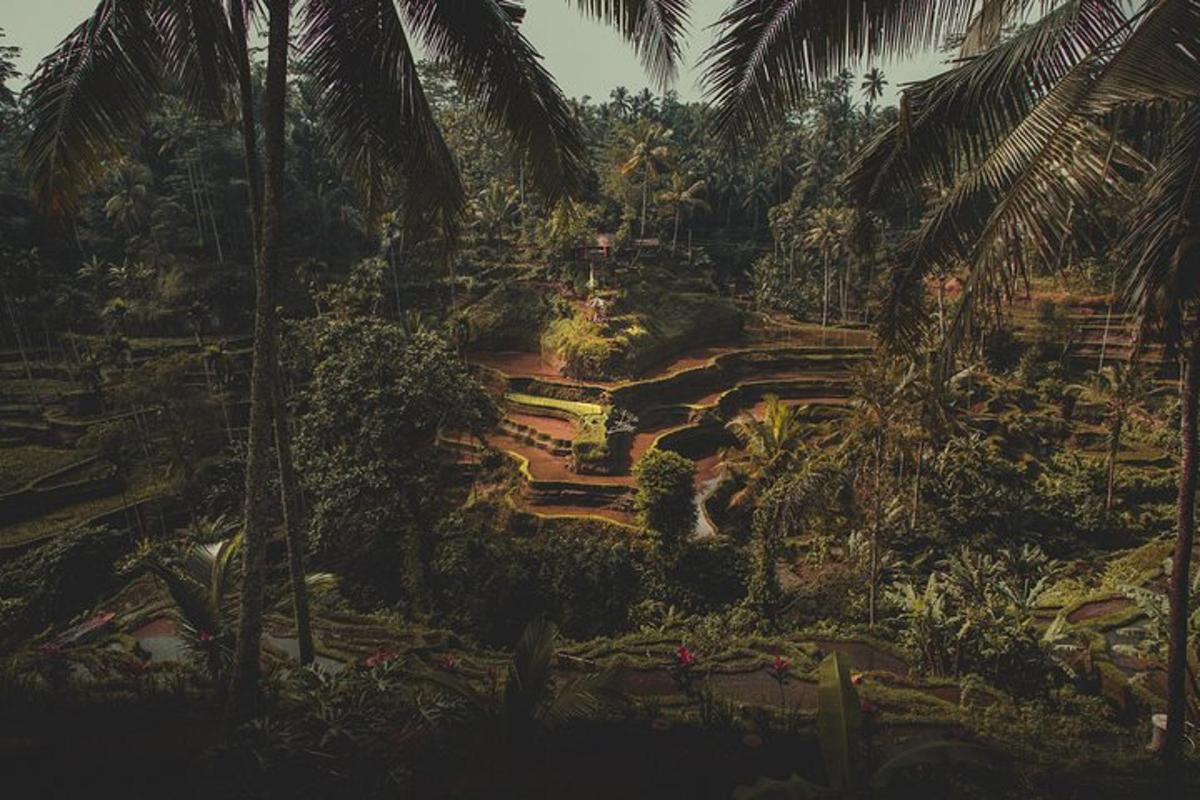 un jardí al mig d'una selva amb palmeres