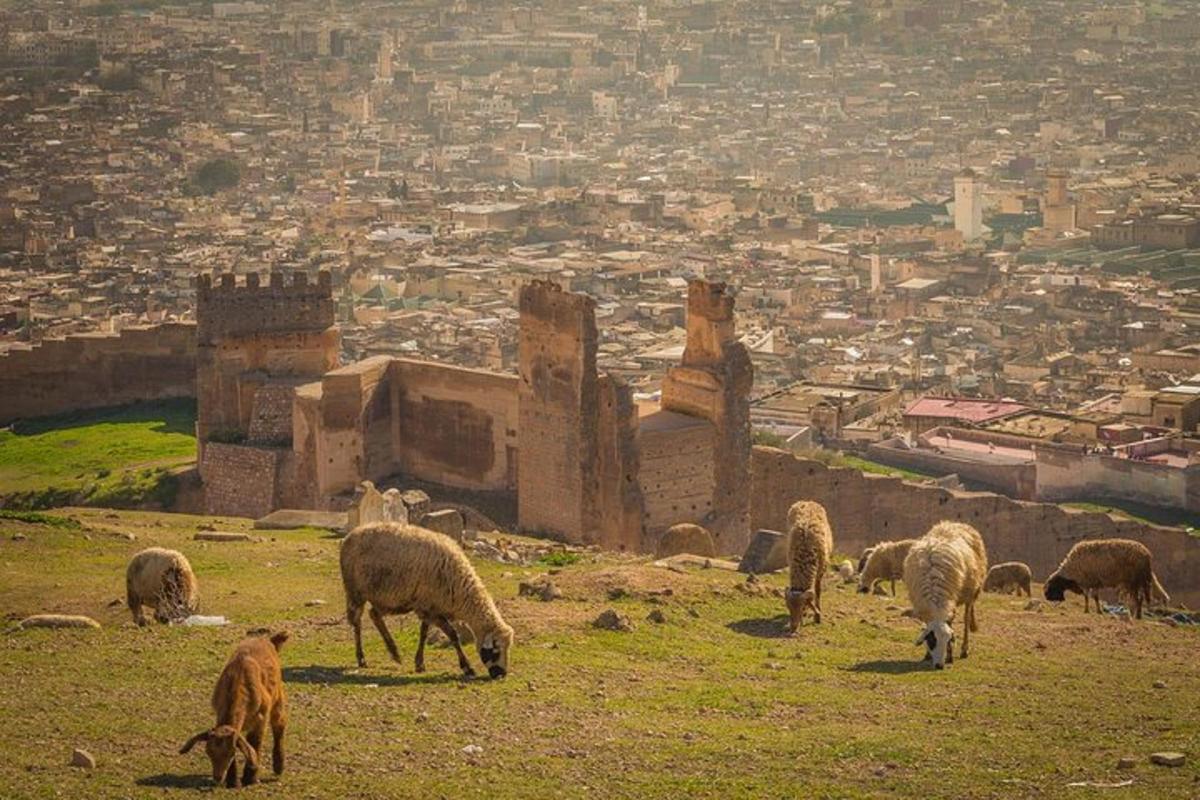 قطيع من الأغنام يرعى على تلة بالقرب من مدينة