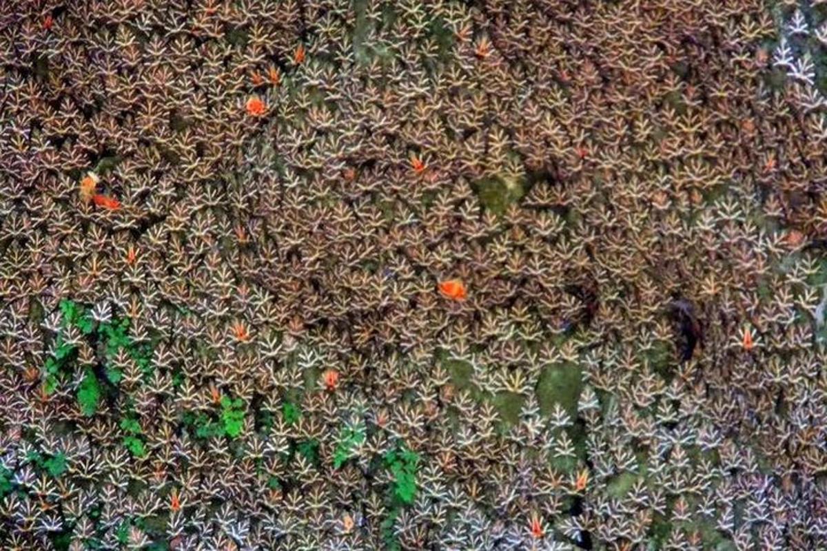 detail zelené rostliny s oranžovými květy