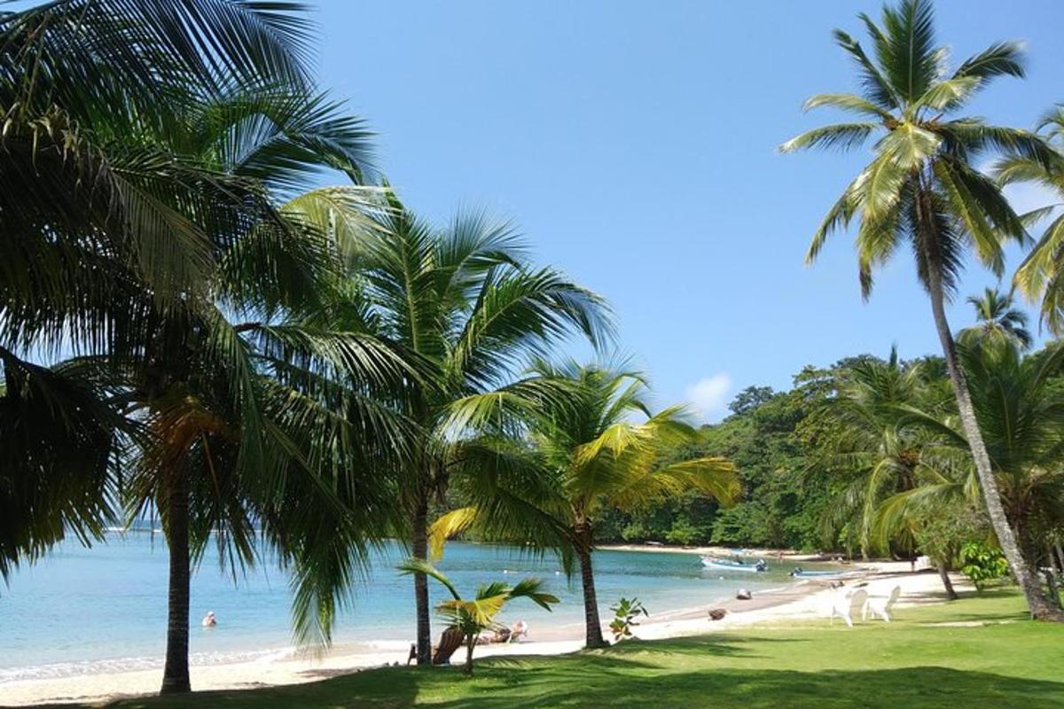 plaža s palmami in ljudmi v vodi