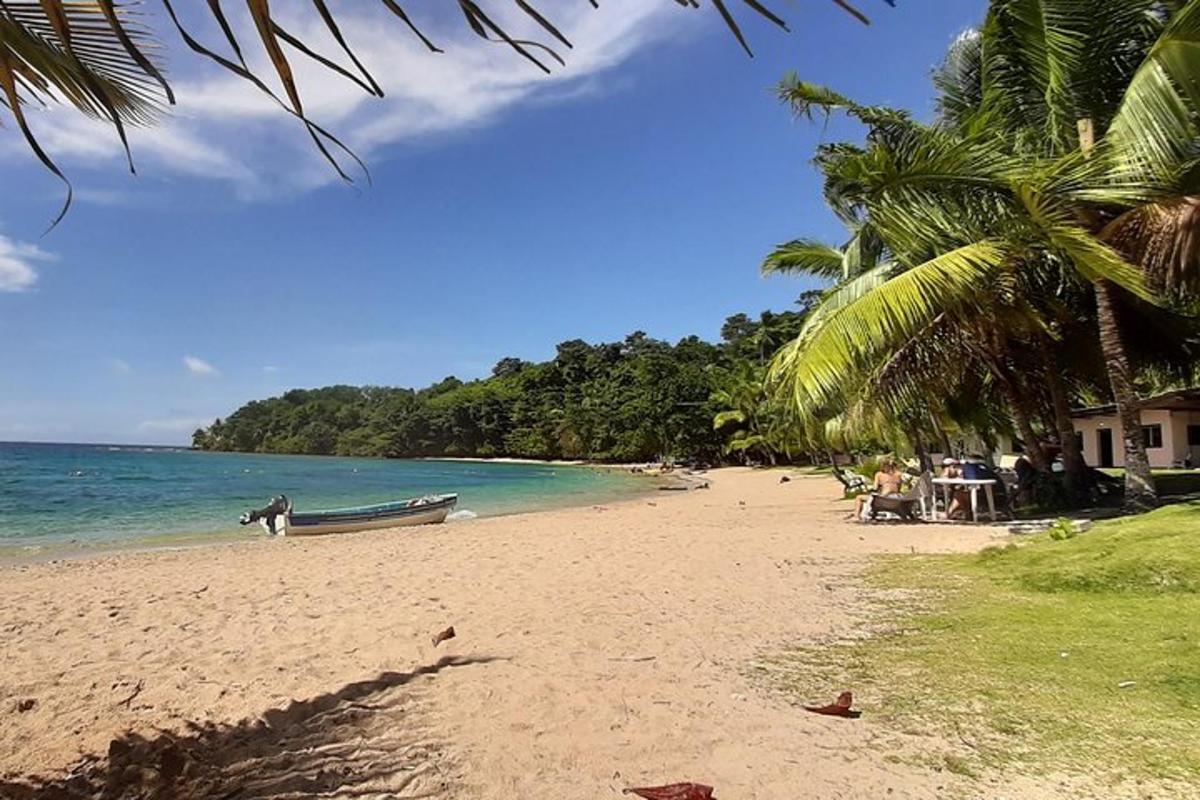 plaža s čolnom na pesku in palmo
