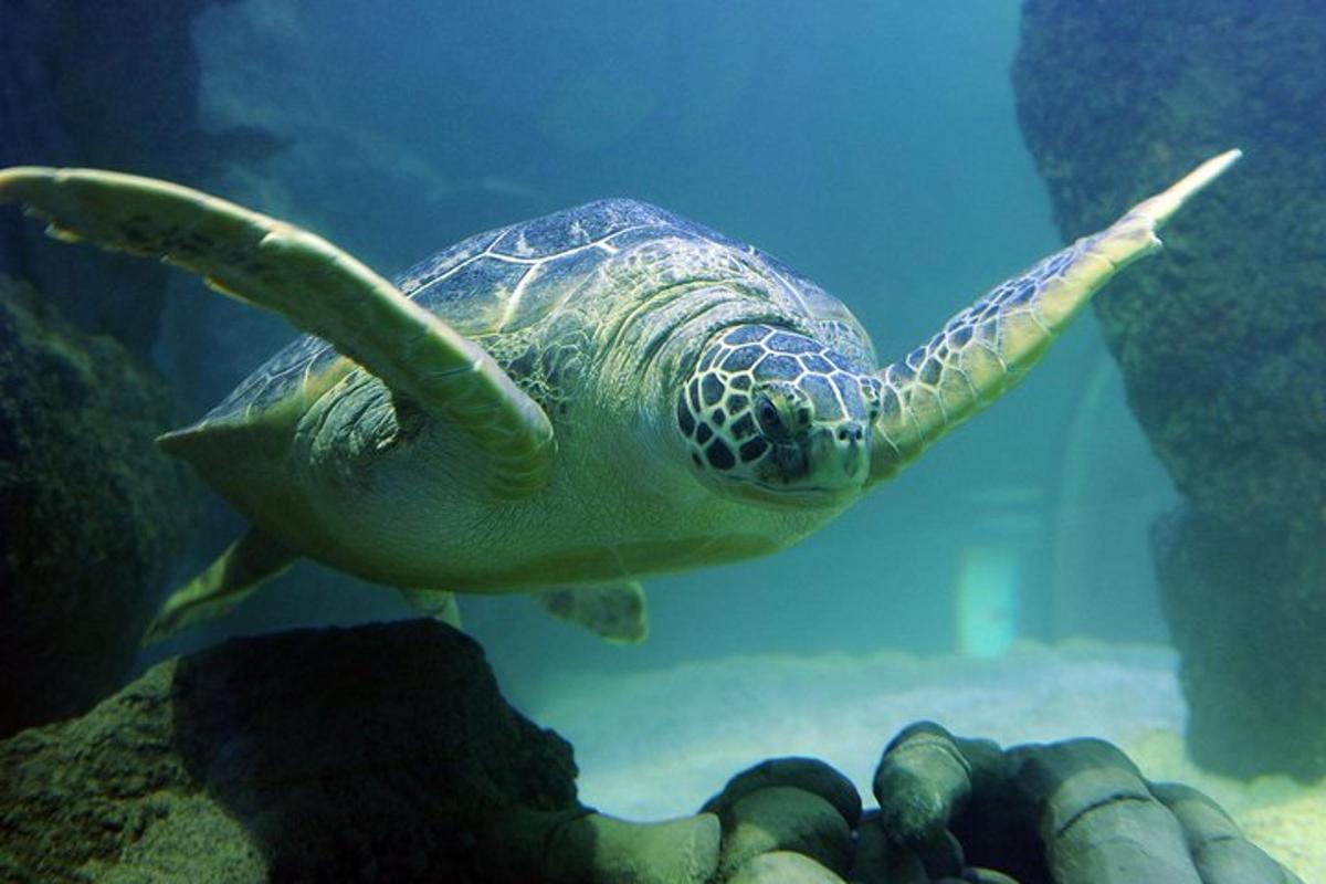 a green sea turtle swimming in an aquarium