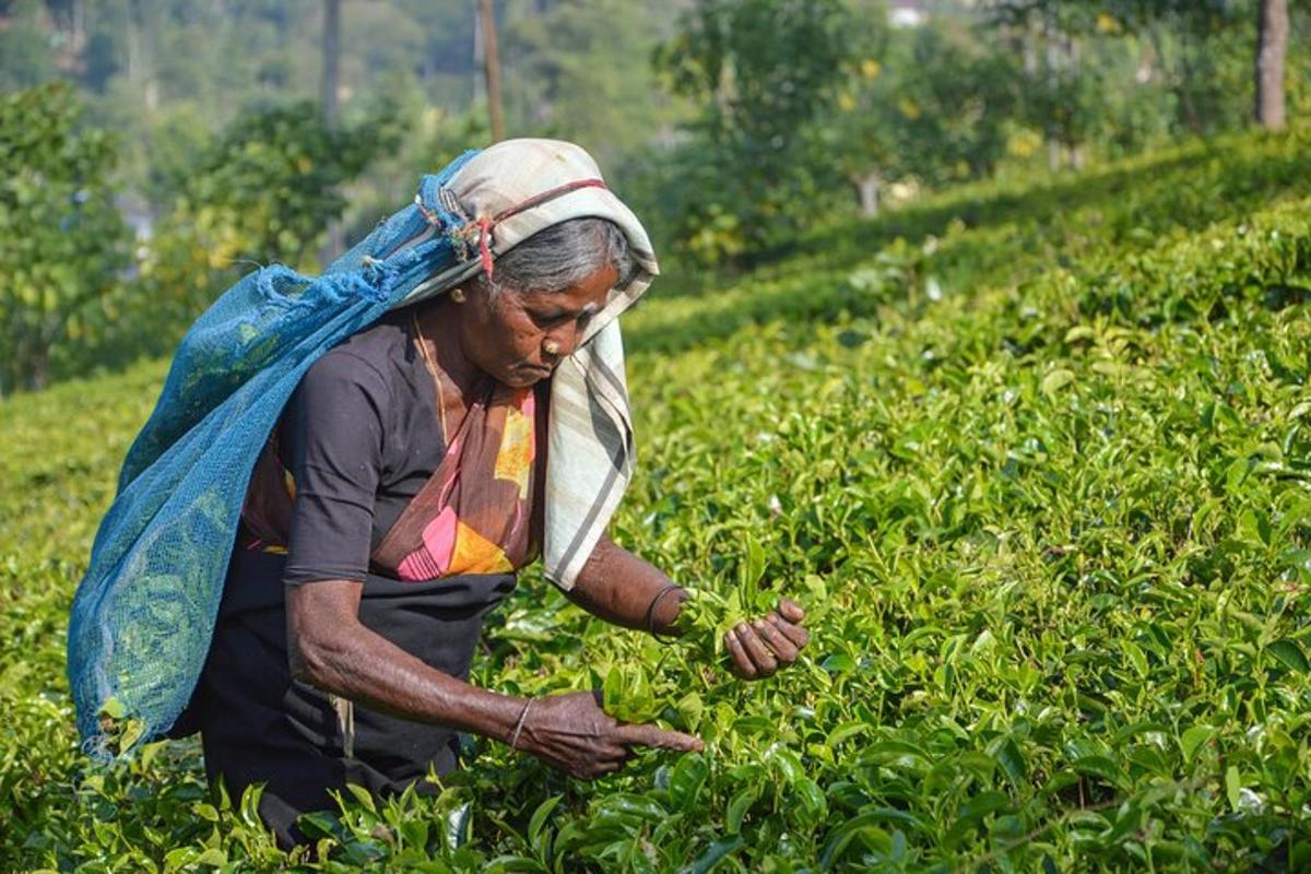 seorang wanita tua yang bekerja di ladang tanaman