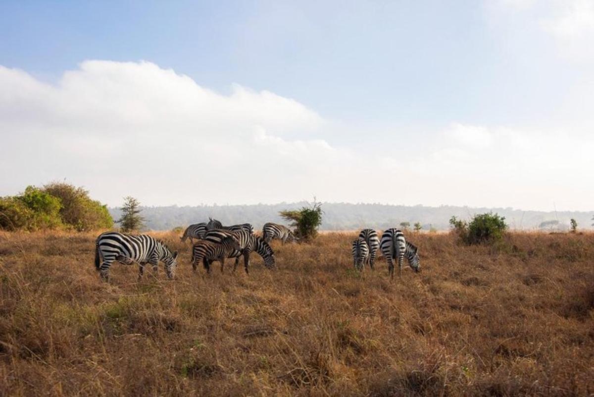 sekumpulan zebra sedang meragut di padang