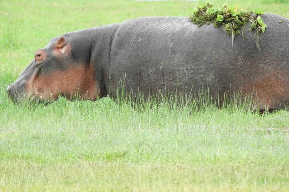 o vacă mare întinsă pe un câmp cu iarbă