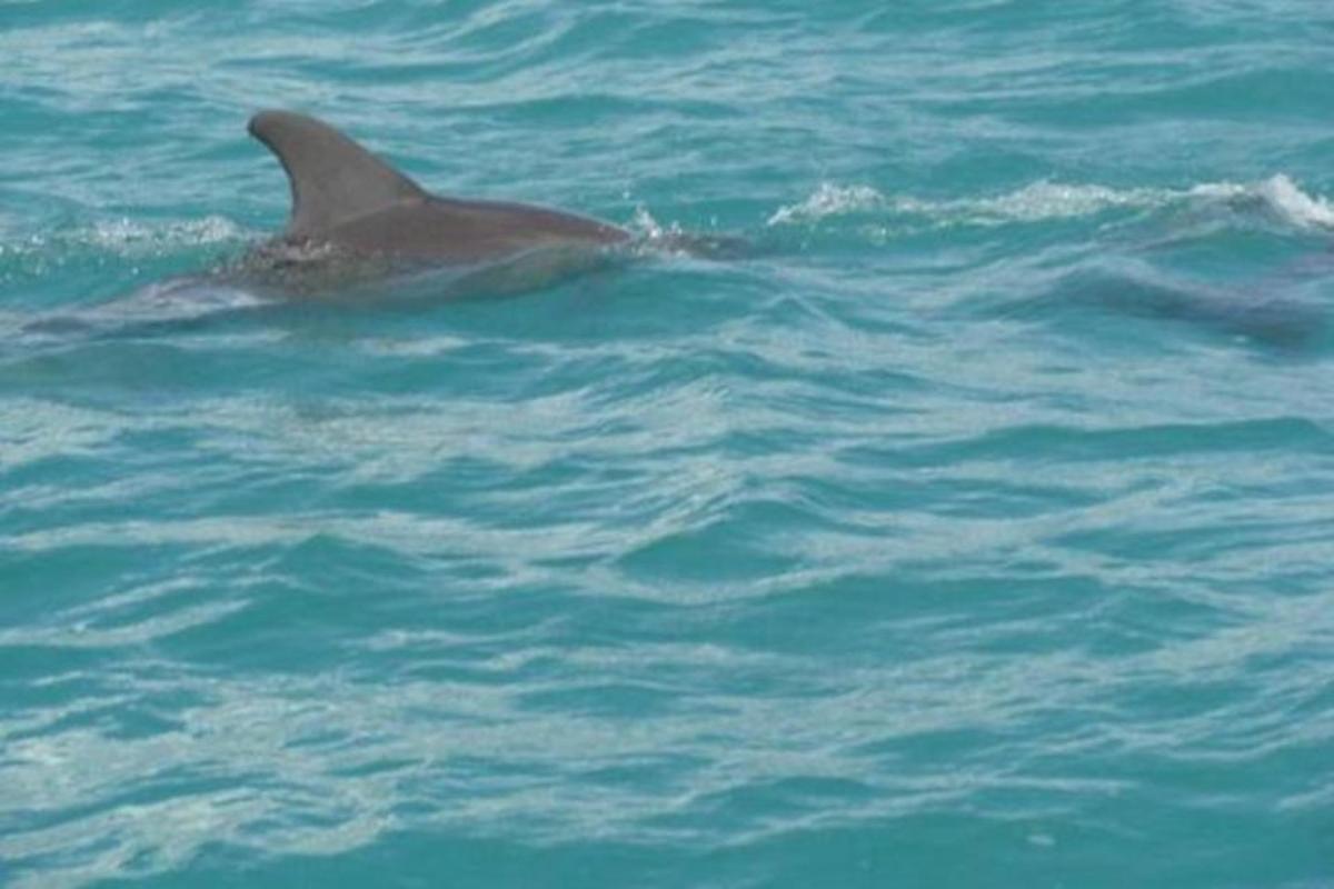 delfin plava v vodi
