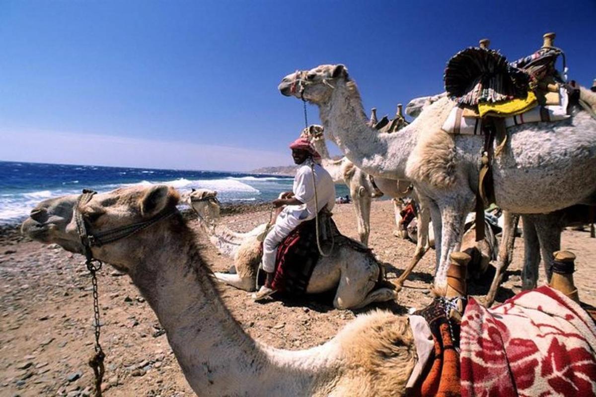 un gruppo di cammelli su una spiaggia con un uomo seduto