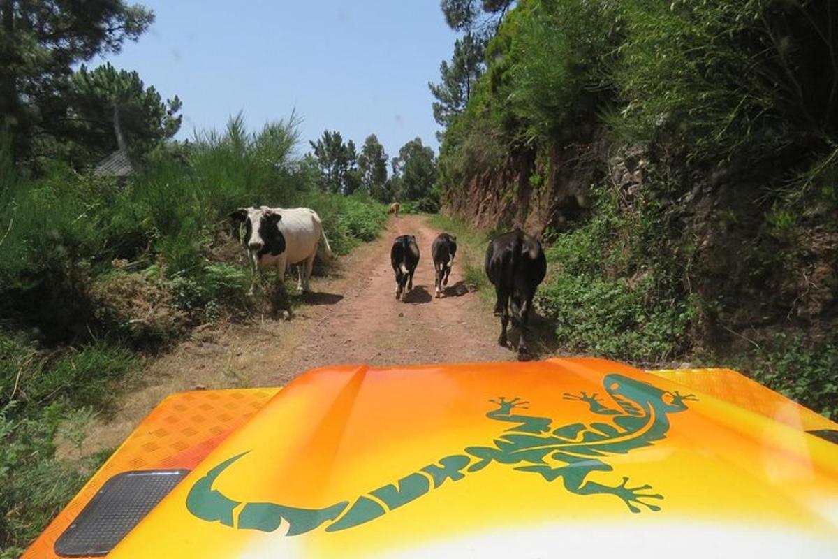 sekelompok sapi berjalan menyusuri jalan tanah
