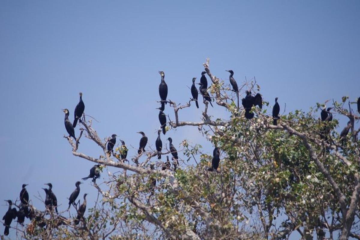 木の上に止まった鳥の群れ