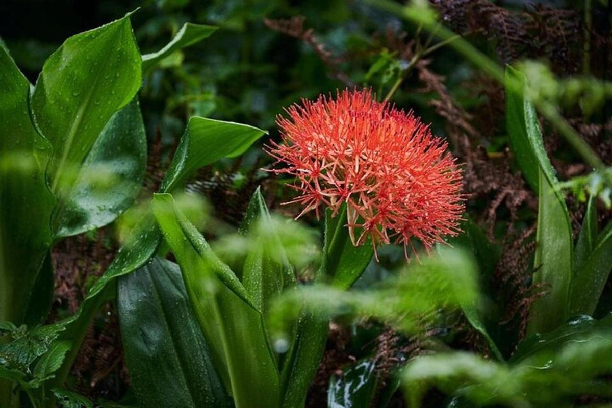 un fiore rosso su una pianta con foglie verdi