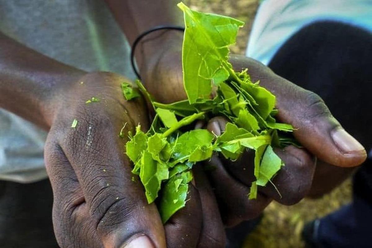 una persona che tiene in mano una manciata di lattuga verde