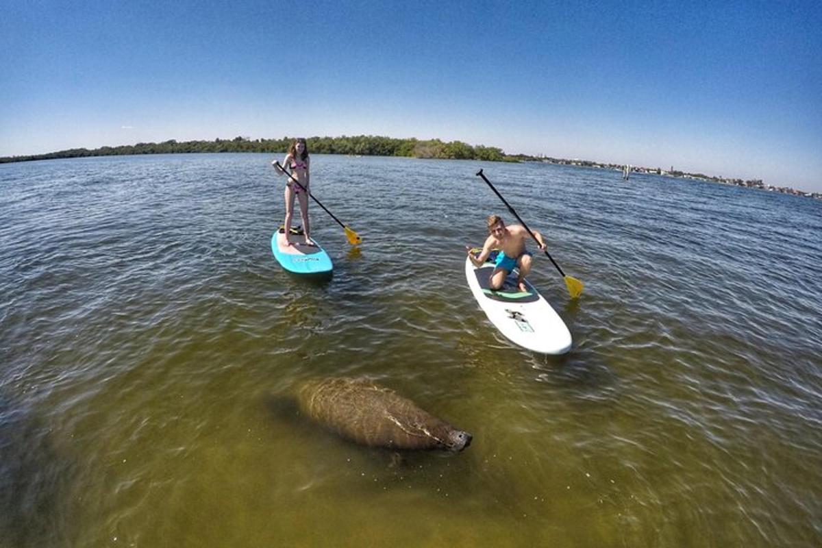 two people on paddle boards and a sea lion in the water