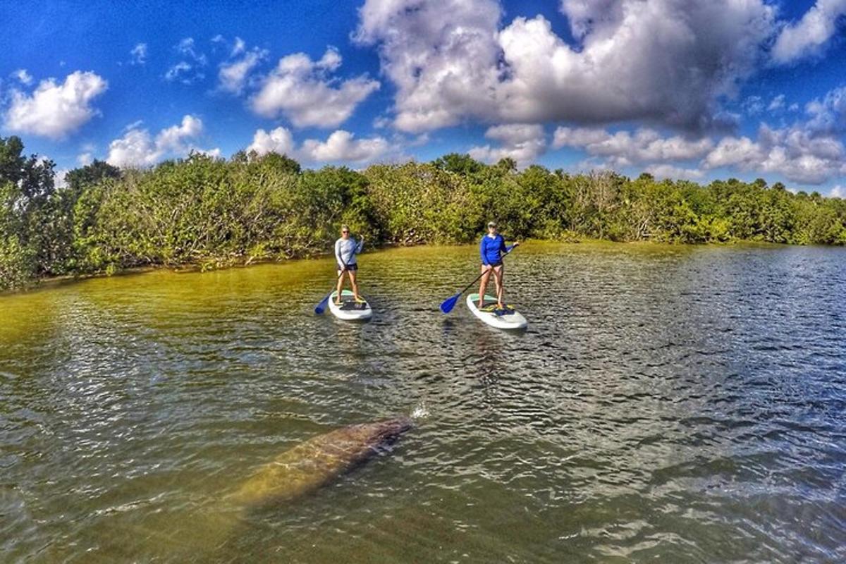 two people on paddle boards with a fish in the water