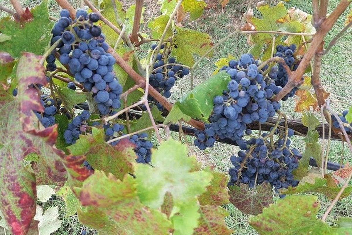 un raïm de raïm blau en una vinya