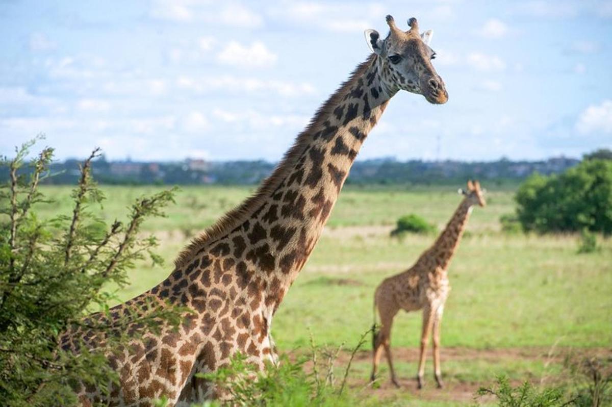 due giraffe e una giraffa piccola in piedi in un campo