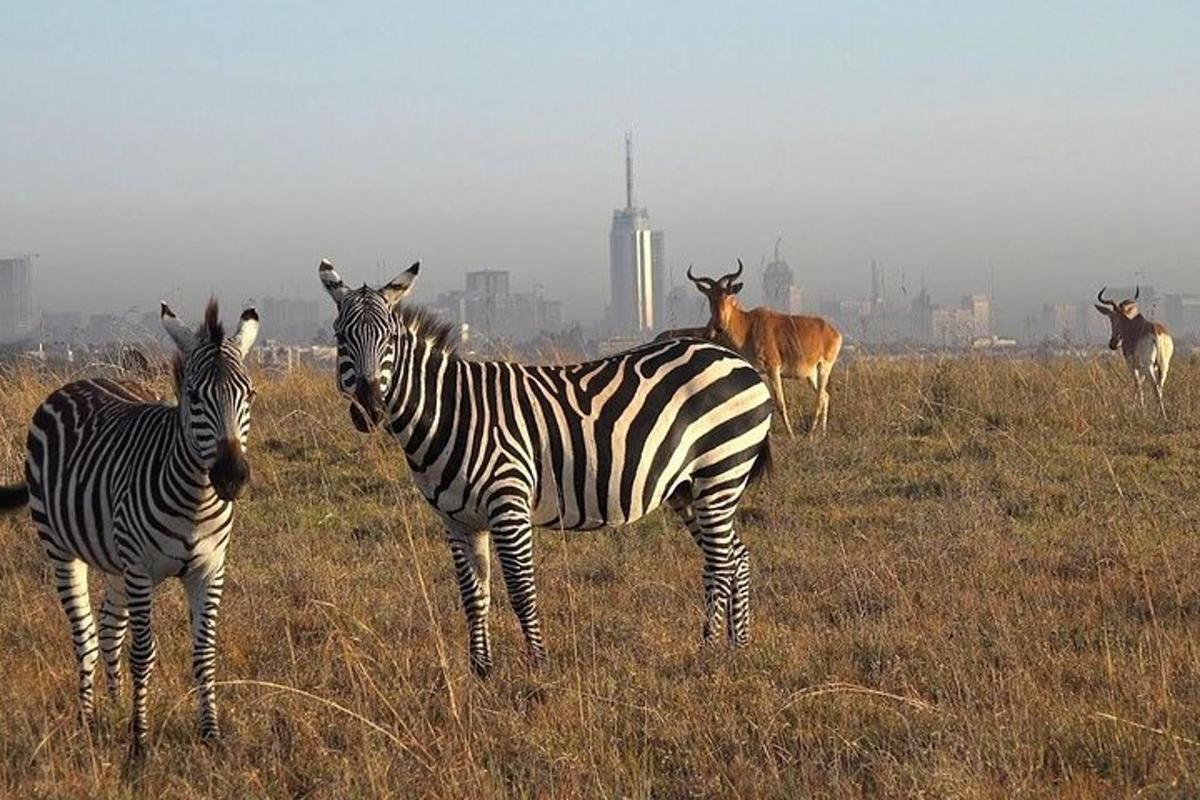 due zebre e altri animali in piedi in un campo