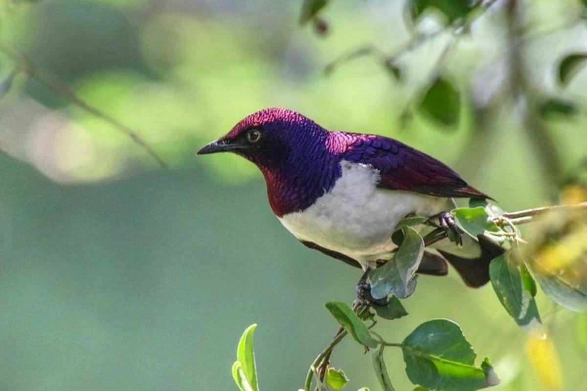 a purple and white bird sitting on a tree branch