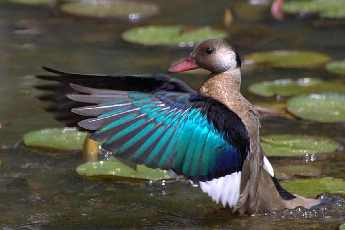 a duck with its wings out in the water