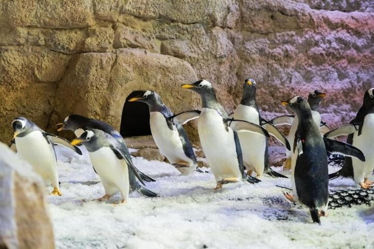 Attraction picture 3